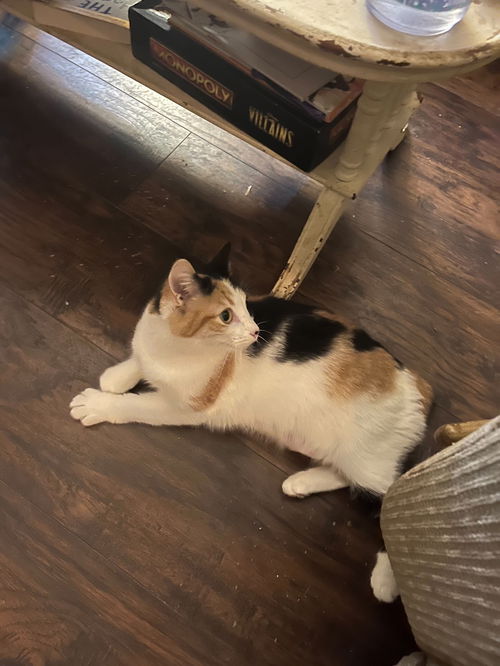picture of the cat needing adoption