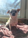adoptable Dog in  named Jumbo *Bonded Pair w/ Vinny*