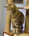 adoptable Cat in richardson, TX named Catter 23-0014