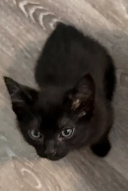 Mike - - Domestic Medium Hair