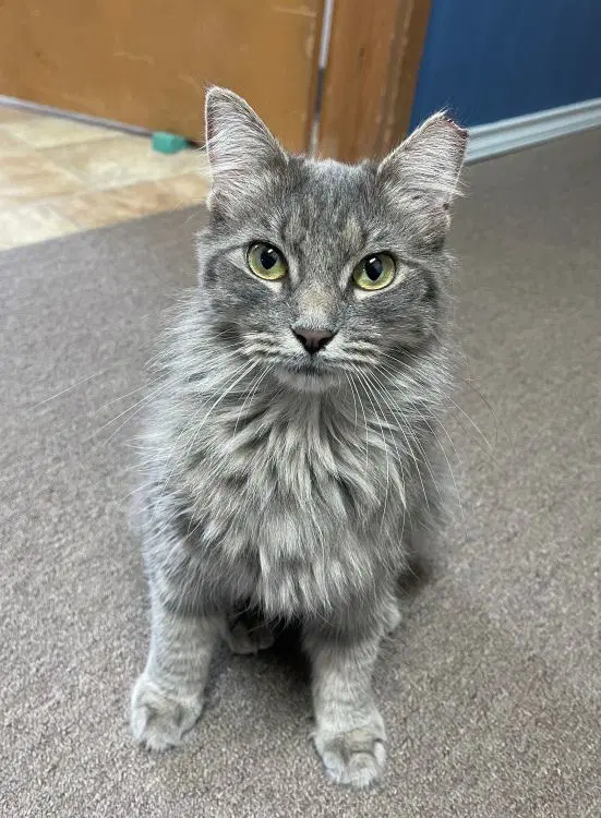Ariana - - Domestic Medium Hair