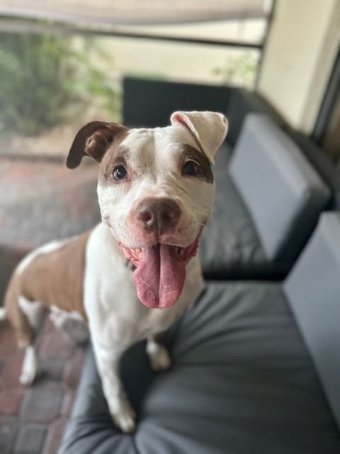 adoptable Dog in Fort Lauderdale, FL named Zoey