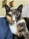 adoptable Cat in  named Chrissy