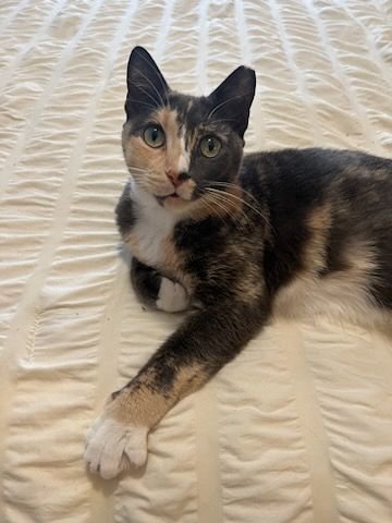 adoptable Cat in Fort Lauderdale, FL named Chrissy
