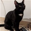 adoptable Cat in  named Max