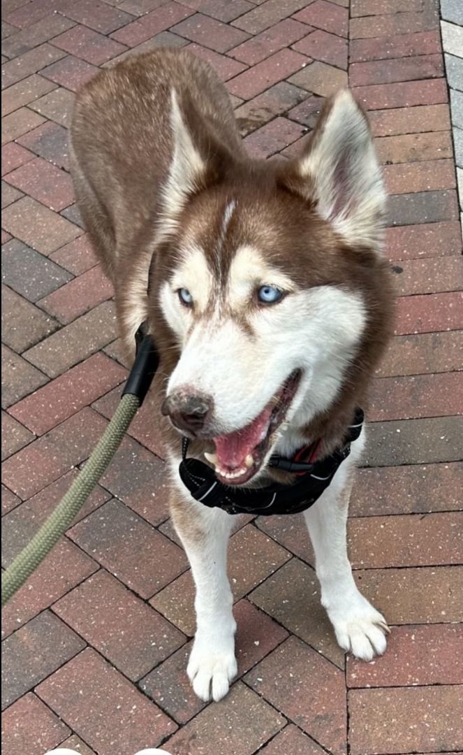 adoptable Dog in Fort Lauderdale, FL named Hunter