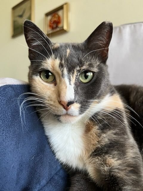 adoptable Cat in Fort Lauderdale, FL named Chrissy