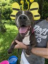 adoptable Dog in  named Mia