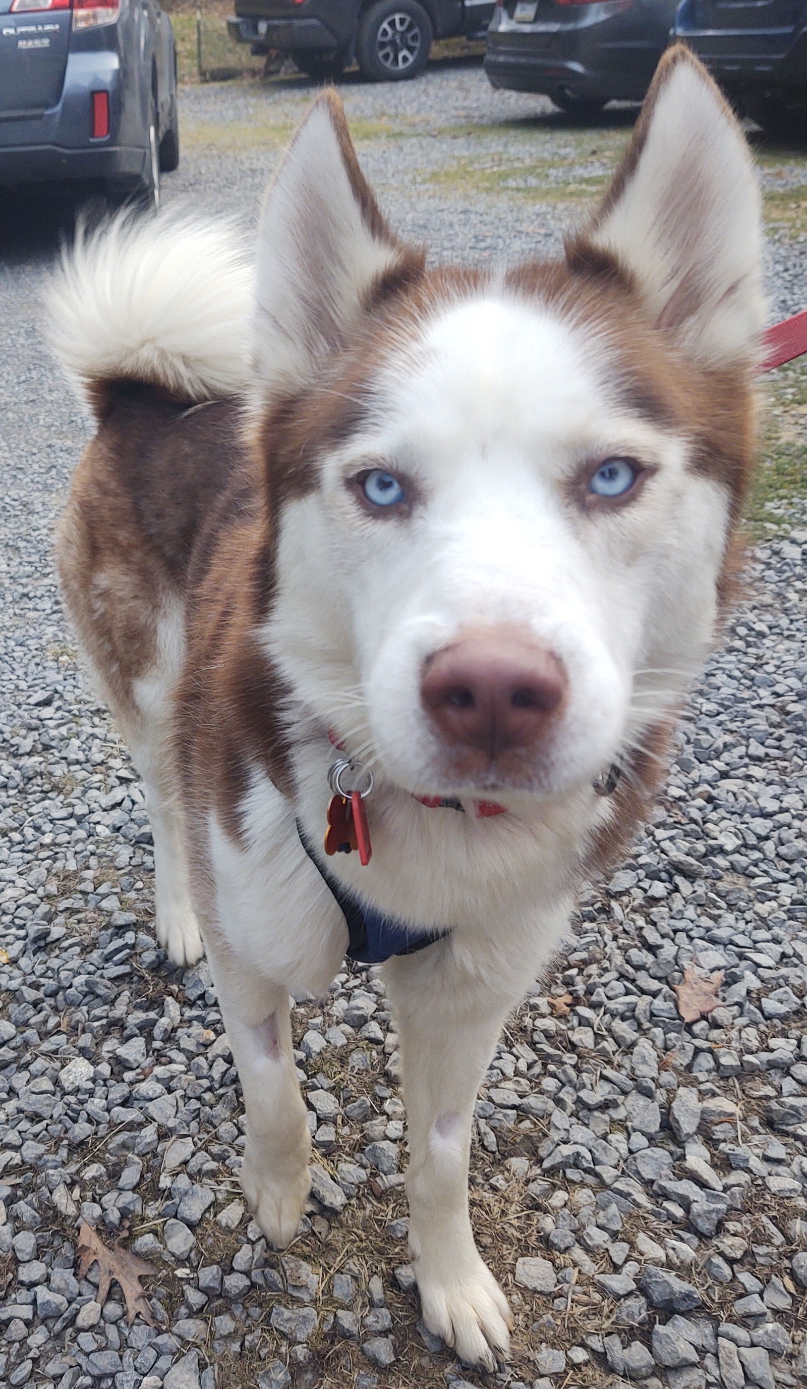 adoptable Dog in Milton, PA named Johnny