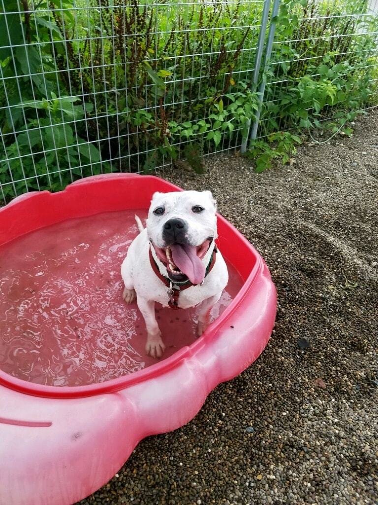 adoptable Dog in Milton, PA named Rosie