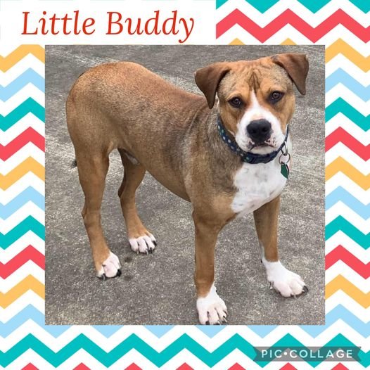 adoptable Dog in Helena, AR named Little Buddy