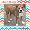 adoptable Dog in  named Little Buddy