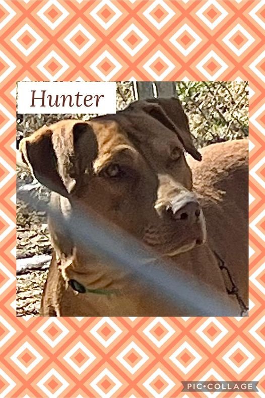 adoptable Dog in Helena, AR named Hunter
