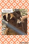 adoptable Dog in  named Hunter