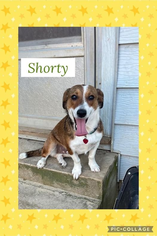 adoptable Dog in Helena, AR named Shorty