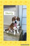 adoptable Dog in  named Shorty