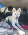 adoptable Dog in huntington beach, CA named Shasta