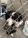 adoptable Dog in , NV named Abbey