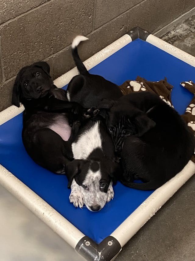 adoptable Dog in Lovelock, NV named B.c. Lab Puppies