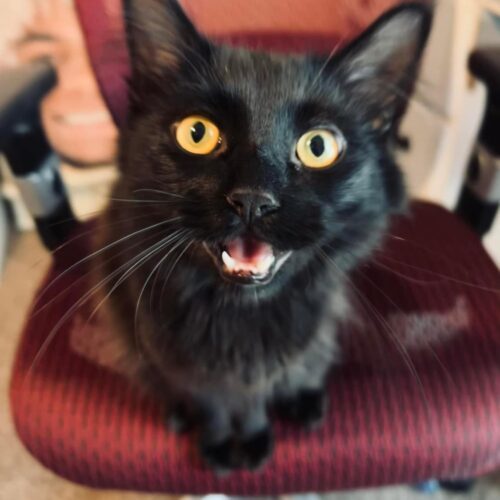 Cats for Adoption in Hampstead, North Carolina Alpha Paw