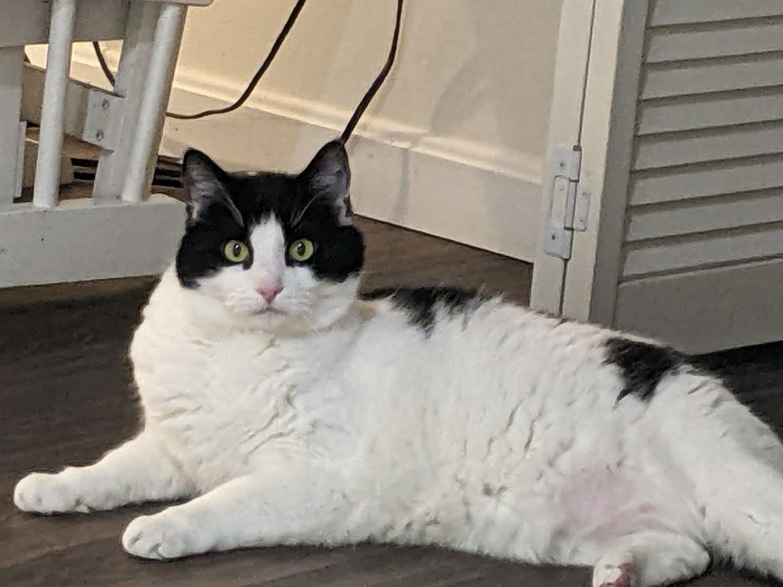 adoptable Cat in Norwood, MA named Bandit (bonded with Houdini)