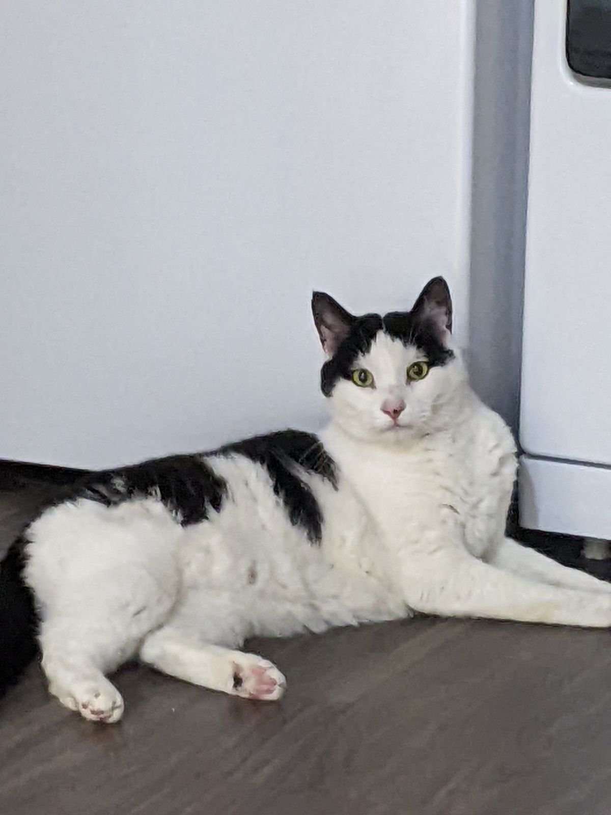 adoptable Cat in Norwood, MA named Houdini (bonded with Bandit)