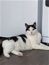 adoptable Cat in  named Houdini (bonded with Bandit)