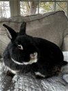 adoptable Rabbit in  named Austin
