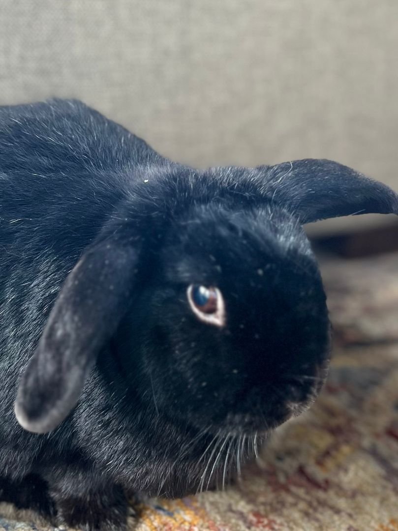 adoptable Rabbit in Norwood, MA named Nicole