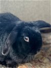 adoptable Rabbit in , MA named Nicole