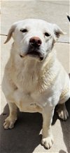 adoptable Dog in albuquerque, NM named Tootsie