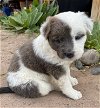 adoptable Dog in , NM named Sasha
