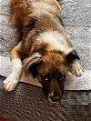adoptable Dog in albuquerque, NM named Willow