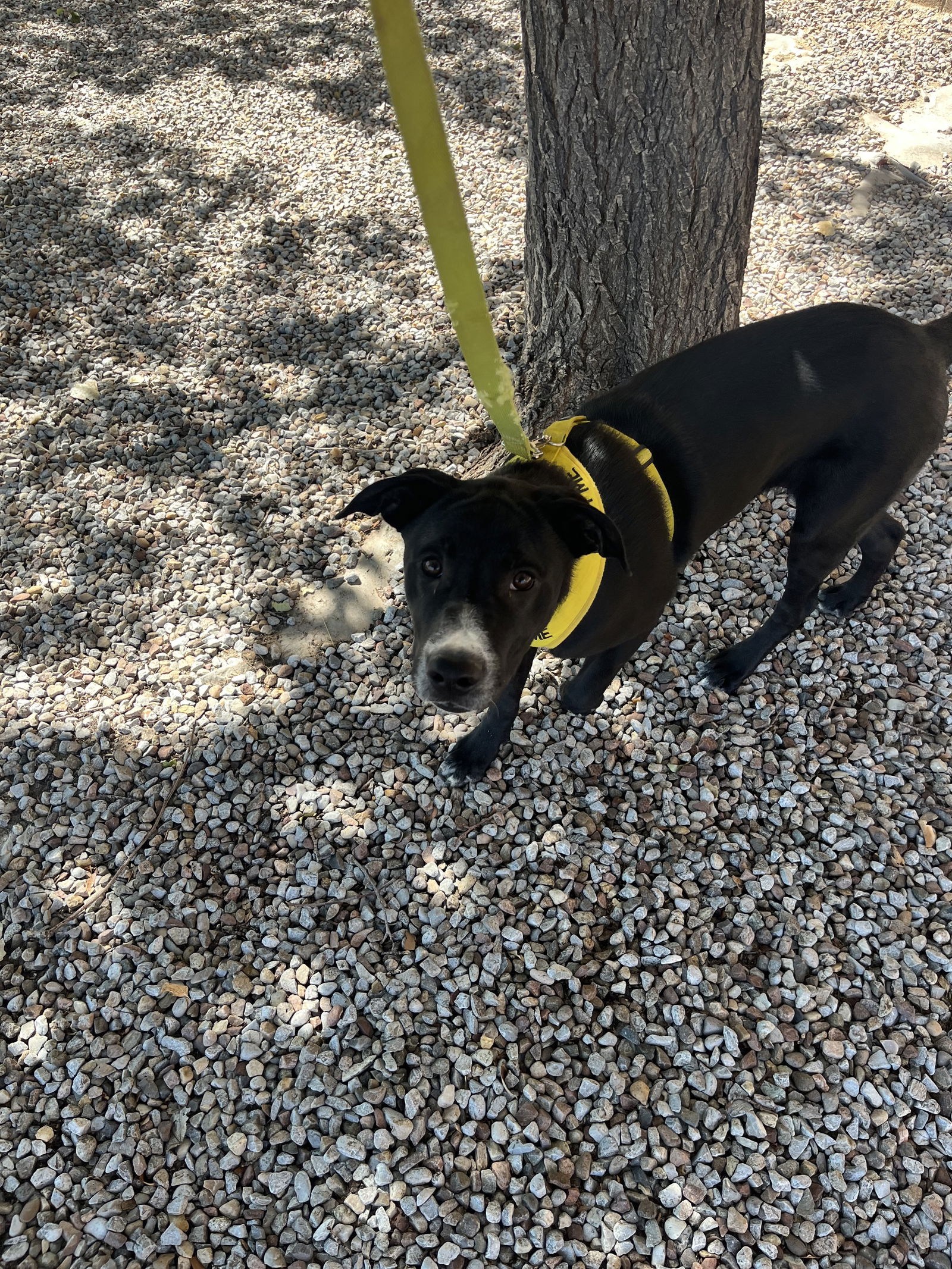 adoptable Dog in Albuquerque, NM named Bingo