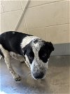 adoptable Dog in  named Hanzel