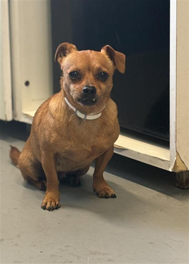 Dog adoption in Beatrice, NE 68310 Chihuahua (short coat) Dog "Cindy"