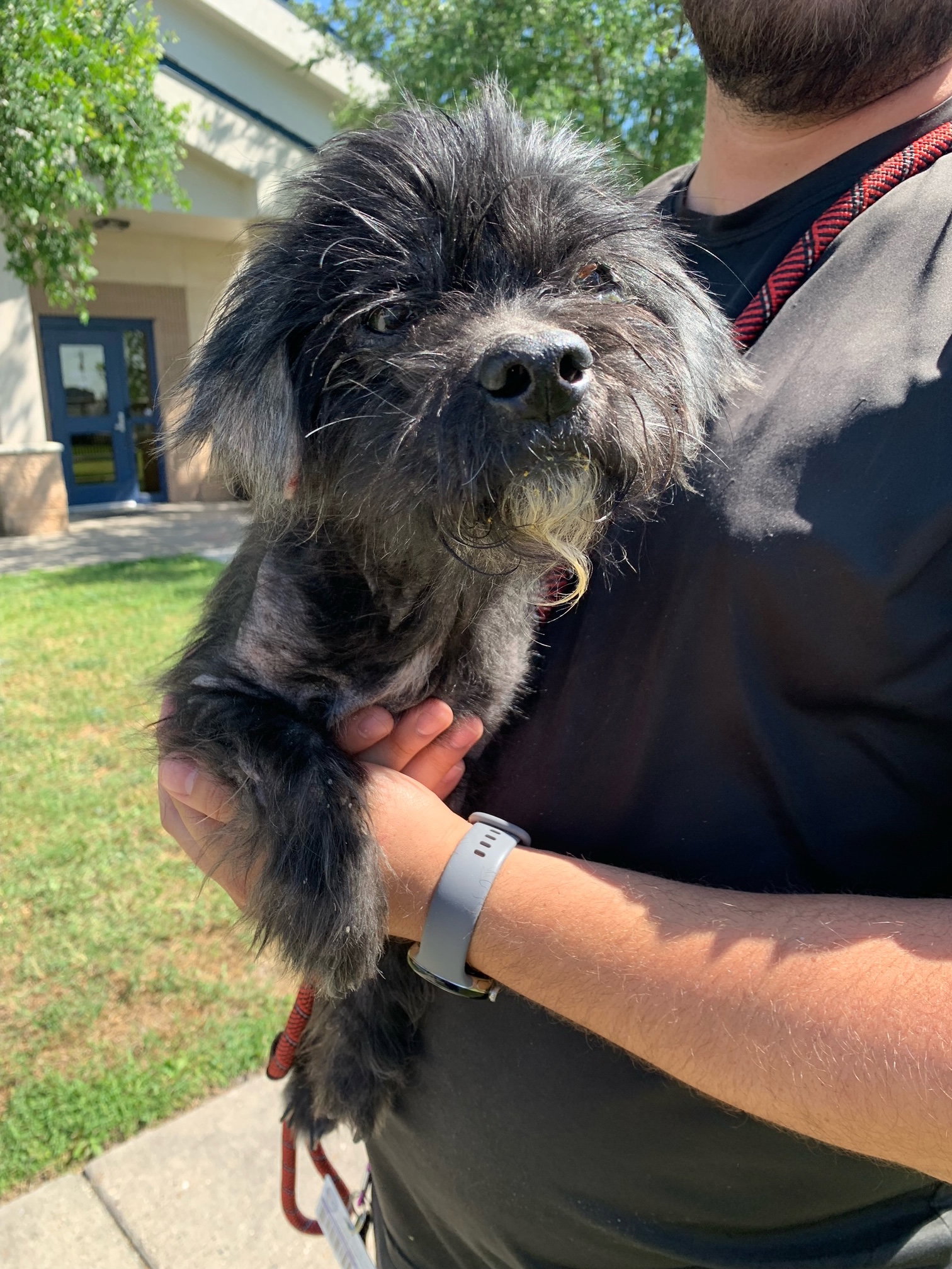 Dog adoption in Beatrice, NE 68310 Maltese Dog "Sir Greg"