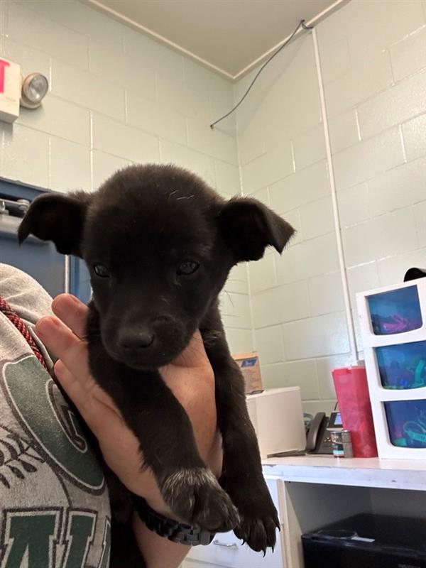 Dog adoption in Beatrice, NE 68310 Chihuahua (short coat) Dog "ROGER"