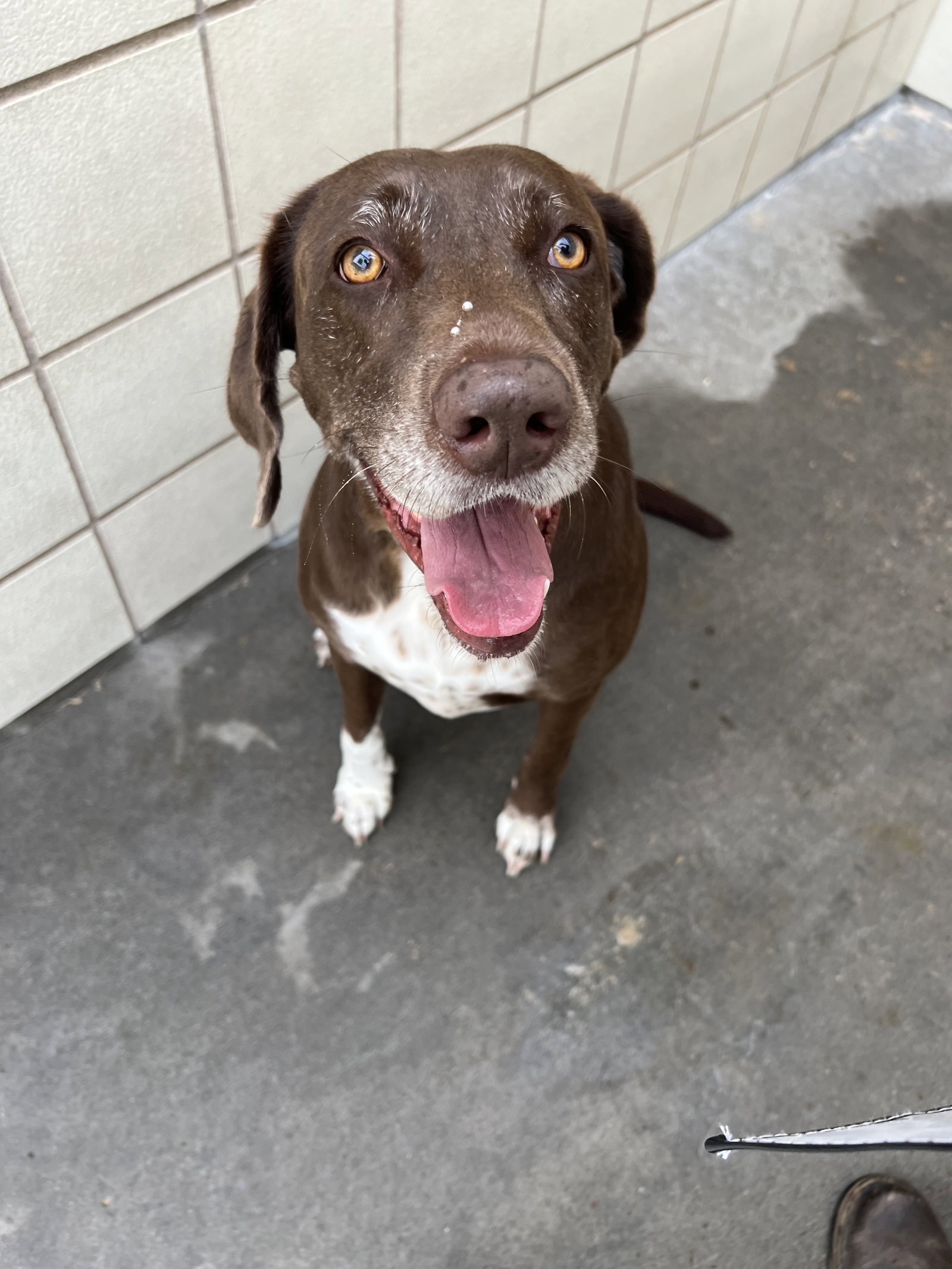 Dog for Adoption Shelby, a Labrador Retriever in Fairbury, NE Alpha Paw