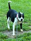 adoptable Dog in , NE named Duchess