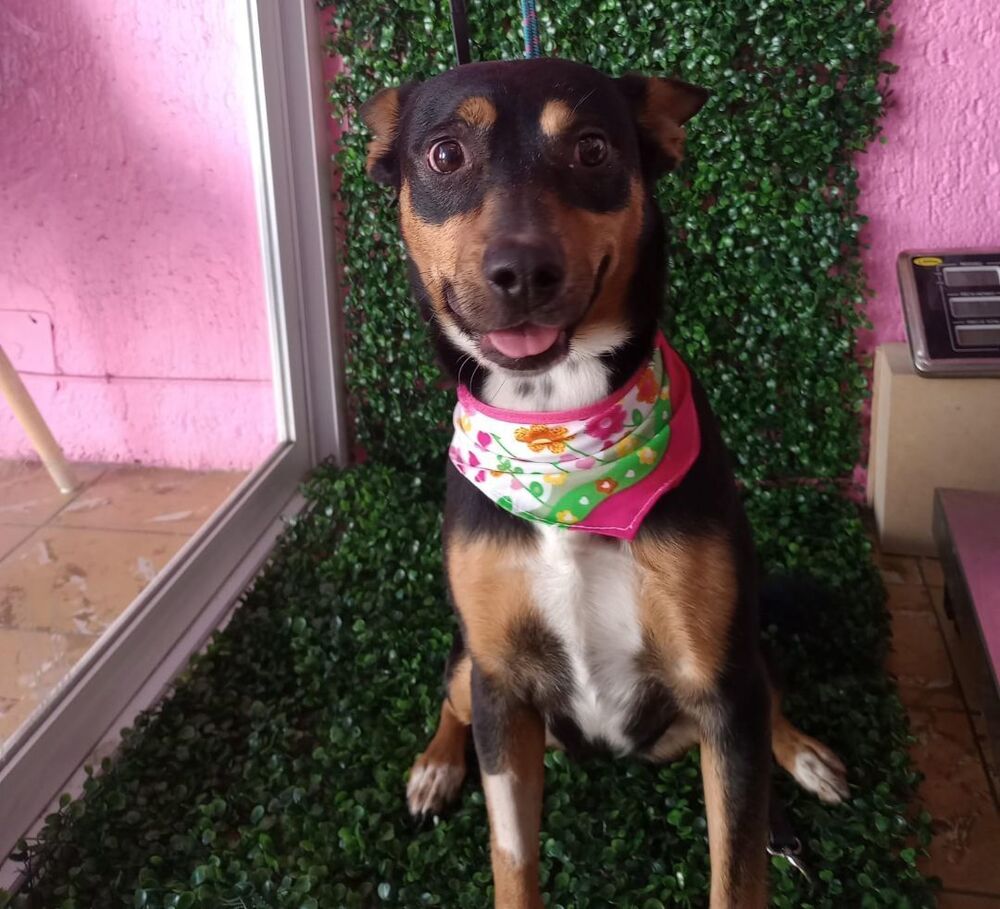Dog for Adoption LUCY, a Labrador Retriever in Lynnwood, WA Alpha Paw