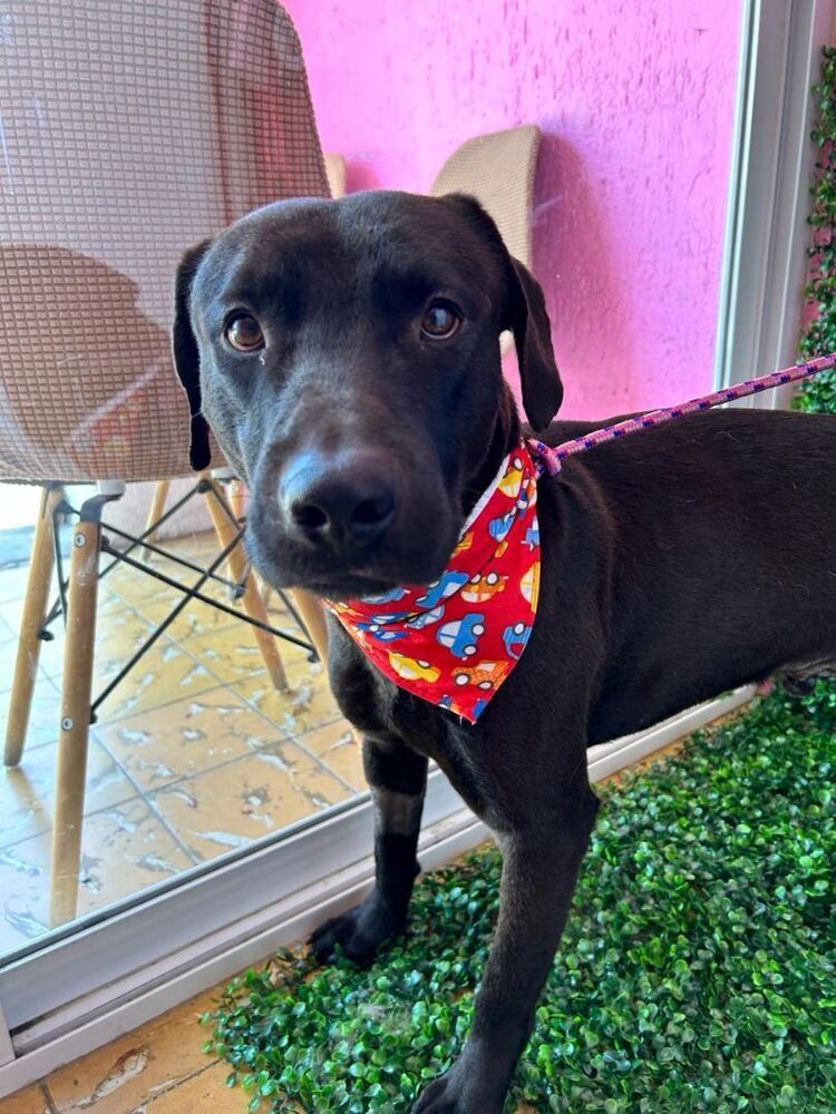 Dog for Adoption - ARLEN, a Labrador Retriever in Key Center, WA ...