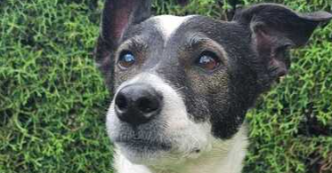 adoptable Dog in Auburn, WA named MASCARITA