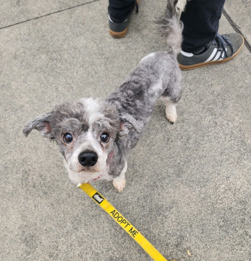 adoptable Dog in Auburn, WA named TEDDY