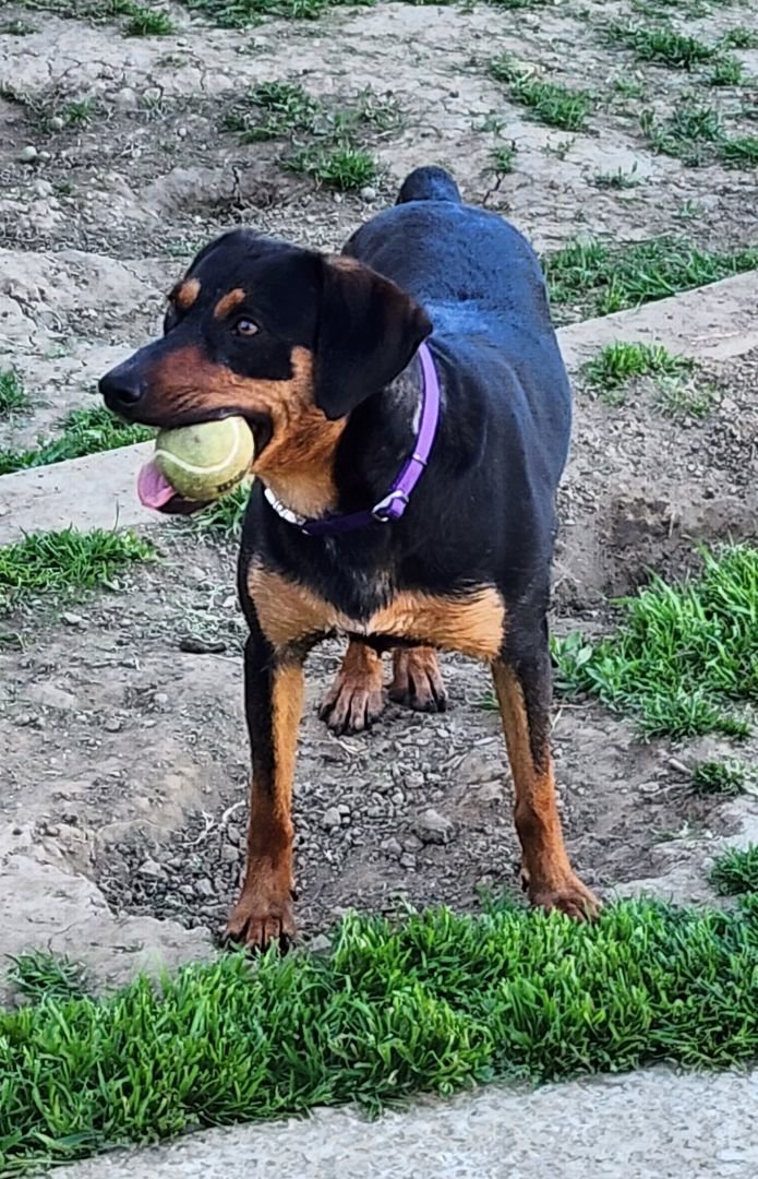 adoptable Dog in Gustine, CA named EVA