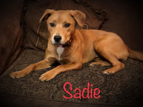 Sadie