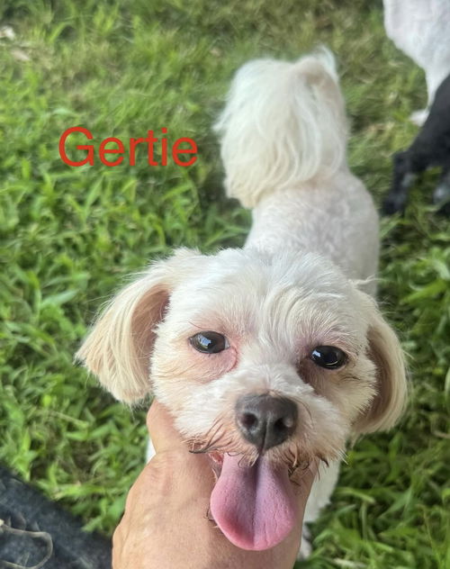 Gertie