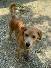 adoptable Dog in  named Gabe