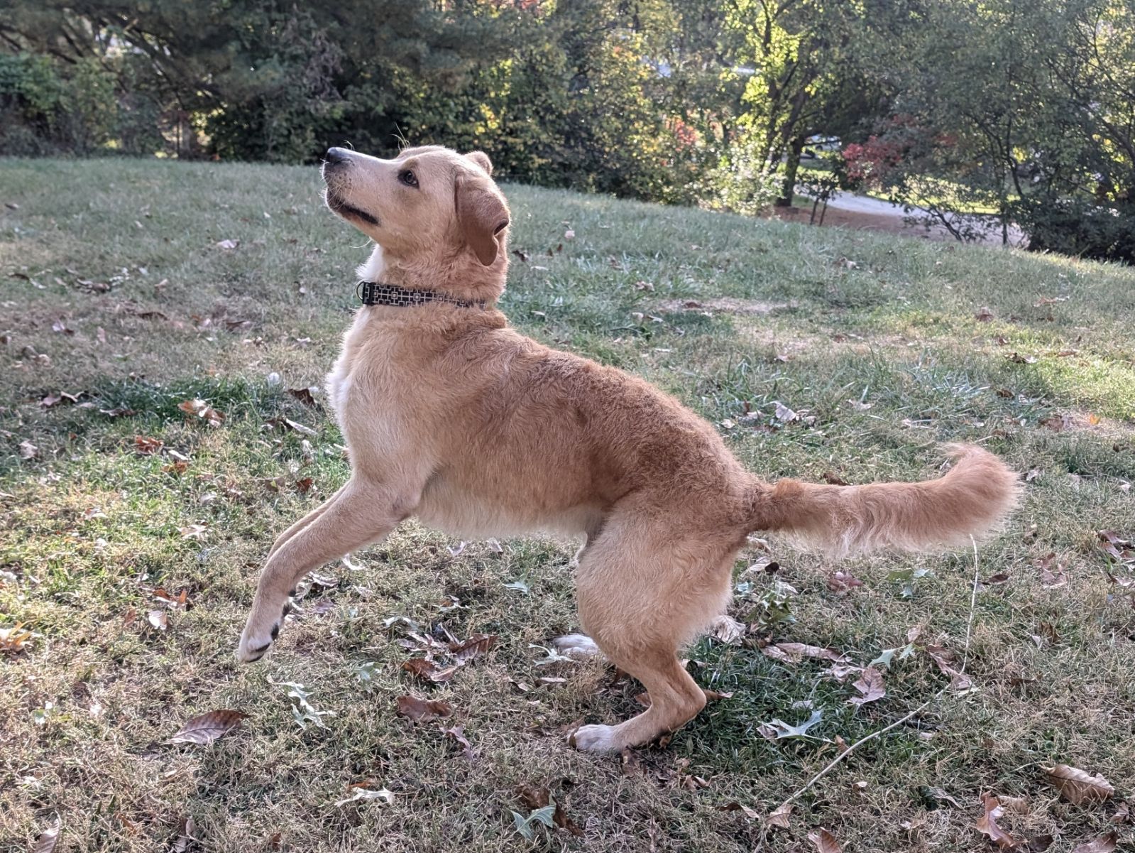 adoptable Dog in Macon, MO named Gabe