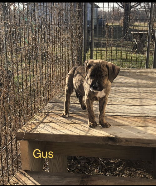 Gus